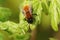 Closeup on a colorful red Tawny mining bee, Andrena fulva, sitting on fresh green leafs