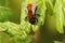 Closeup on a colorful red Tawny mining bee, Andrena fulva, sitting on fresh green leafs