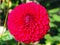 Closeup of a colorful Red with white tips Pompon Dahlia flower with small double-flowering blooms and flat petals with green backg