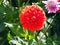 Closeup of a colorful red with yellow bicolor decorative double blooming Dahlia