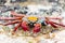 Closeup of colorful Sally Lightfoot Crab on black lava rock and sand in water