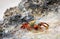 Closeup of colorful Sally Lightfoot Crab on black lava rock in water