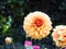 Closeup of a colorful salmon-pink decorative double blooming Amaran Guard Dahlia