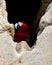 Closeup of a colorful Scarlet Macaw Ara macao nesting in hole of rock face in cliff in the Pampas del Yacuma, Bolivia