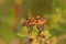 Closeup on a colorful scentless plant bug, Corizus hyoscyami