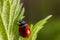 Closeup on the colorful seven-spot ladybird, Coccinella septempunctata on a green leaf in the garden