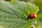 Closeup on the colorful seven-spot ladybird, Coccinella septempunctata on a green leaf in the garden