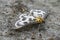 Closeup on the colorful Small Magpie geometer moth, Anania hortulata, with spread wings