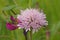 Closeup on a colorful soft purple Field Scabious, Knautia arvensis, flower in a meadow