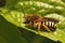 Closeup on the colorful solitary bee, the seven-toothed-red-resin bee, Rhodanthidium septemdentatum