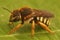 Closeup on the colorful solitary bee, the seven-toothed-red-resin bee, Rhodanthidium septemdentatum