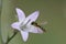 Closeup on a colorful Spaerophora hoverfly on a lighblue Bellflower, Campanula rapunculus