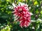 Closeup of colorful spiky red and white Cactus Dahlia