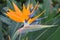 Closeup of a colorful strelitzia plant â€“ bird of paradise flower