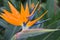 Closeup of a colorful strelitzia plant â€“ bird of paradise flower