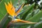 Closeup of a colorful strelitzia plant â€“ bird of paradise flower