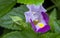 Closeup with colorful torenia fournieri lind