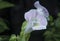 Closeup with colorful torenia fournieri lind