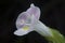 Closeup with colorful torenia fournieri lind