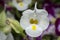 Closeup with colorful torenia fournieri lind