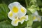 Closeup with colorful torenia fournieri lind