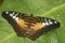 Closeup on the colorful tropical Clipper butterfly, Parthenos sylvia sitting with open wings