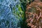 Closeup of colorful underwater anemones in the zoo of Osnabruck