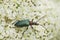 Closeup on the colorfull metallic green longhorn beetle, Gaurotes virginea