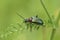 Closeup on the colorfull metallic green longhorn beetle, Gaurotes virginea on a green leaf