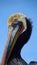 Closeup of a coloured pelican