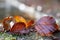 Closeup of colourful autumn leaves with sunrays in backround. Autumn concept