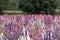 Closeup of colourful delphiniums in a field at Wick, Pershore, Worcestershire, UK. The petals are used to make wedding confetti.