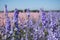 Closeup of colourful delphiniums in a field at Wick, Pershore, Worcestershire, UK. The petals are used to make wedding confetti.