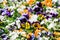 Closeup of colourful flowerbed made of pansies