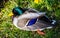 Closeup of colourful male Mallard duck sitting