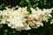 Closeup of colourful winged insect on cluster of white flowers