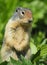 Closeup of a Columbia Ground Squirrel