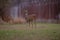 Closeup of a Columbian white-tailed deer in a forest with a blurry background