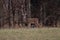 Closeup of a Columbian white-tailed deer in a forest with a blurry background