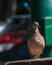 Closeup Columbidae bird on the floor