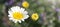 A Closeup on a Comet White Marguerite Daisy, Argyranthemum, with Purple Catmint Flowers in the Garden in the background