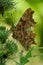 Closeup on an Comma butterfly, Polygonia c-album sitting with closed wings on a thistle