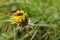 Closeup on a Common Banded Hoverfly, Syrphus ribesii, sitting on a yellow dandelion flower