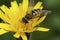 Closeup on the Common banded hoverfly, Syrphus ribesii sitting on a yellow flower