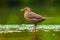 Closeup of a Common Blackbird female, Turdus merula washing, preening, drinking and cleaning in water