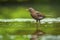 Closeup of a Common Blackbird female, Turdus merula washing, preening, drinking and cleaning in water