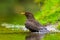 Closeup of a Common Blackbird male, Turdus merula washing, preening, drinking and cleaning in water