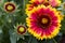 Closeup of a Common Blanketflower