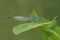 Closeup on a Common bluet damselfly, Enallagma cyathigerum, perched in the vegetation