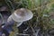 Closeup on a common bonnet or rosy-gill fairy helmet mushroom, Mycena galericulata on the forest floor